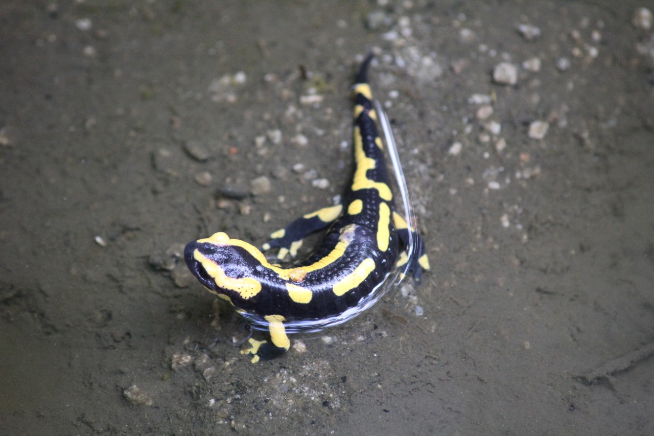 Salamandre tachetée - K.Marie-Louise-Henriette